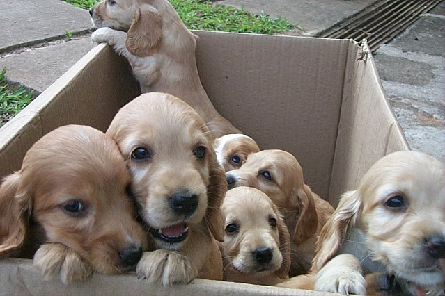 box of dogs